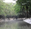 <span class='dscr'>Sundarban</span><br><span class="cc-link"><a href="http://www.flickr.com/photos/chingfang/297358990/" target="_blank">Autor:Frances Voon</a><a href='http://creativecommons.org/licences/by/3.0'>&nbsp;<img class="cc-icon" src="mods/_img/cc_by-small.png"></a></a></span>