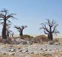 <span class='dscr'>Makgadikgadi</span><br><span class="cc-link"><a href="http://www.flickr.com/photos/abibhattachan/4954704963/" target="_blank">Autor:abi.bhattachan</a><a href='http://creativecommons.org/licences/by/3.0'>&nbsp;<img class="cc-icon" src="mods/_img/cc_by-small.png"></a></a></span>