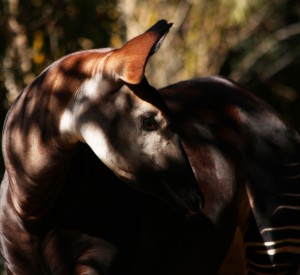 Rezerwat Okapi<br><span class="cc-link"><a href="http://www.flickr.com/photos/tomsaint/4236953157/" target="_blank">Autor:Renett Stowe</a><a href='http://creativecommons.org/licences/by/3.0'>&nbsp;<img class="cc-icon" src="mods/_img/cc_by-small.png"></a></a></span>