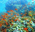 <span class='dscr'>Park Narodowy Ras Muhammad</span><br><span class="cc-link"><a href="http://commons.wikimedia.org/wiki/File:Coral_reef_in_Ras_Muhammad_nature_park_(Iolanda_reef).jpg" target="_blank">Autor:Mikhail Rogov</a><a href='http://creativecommons.org/licences/by-sa/3.0'>&nbsp;<img class="cc-icon" src="mods/_img/cc_by_sa-small.png"></a></a></span>