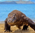 <span class='dscr'>Park Narodowy Komodo</span><br><span class="cc-link"><a href="http://www.flickr.com/photos/rachdian/5418187901/" target="_blank">Autor:Adhi Rachdian</a><a href='http://creativecommons.org/licences/by/3.0'>&nbsp;<img class="cc-icon" src="mods/_img/cc_by-small.png"></a></a></span>