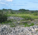 <span class='dscr'>Po latach eksploatacji większość Nauru zamieniła się w pustkowie</span><br><span class="cc-link"><a href="http://www.flickr.com/photos/40158576@N00/332436067/" target="_blank">Autor:David</a><a href='http://creativecommons.org/licences/by-sa/3.0'>&nbsp;<img class="cc-icon" src="mods/_img/cc_by_sa-small.png"></a></a></span>