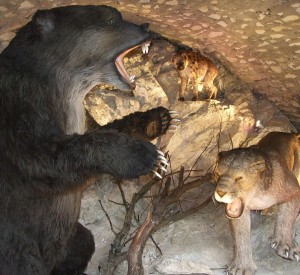 Fragment nowej espozycji w pawilonie wejściowym do Jaskini Niedźwiedziej<br><span class="cc-link">Autor: Jaskinia</span>