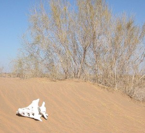 Kyzylkum Tugai and Sand Reserve<br><span class="cc-link">Autor: Dimitri A. Pitirimov</span>